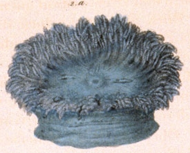 Photo:Hexacorallia of the World, D. Foutin 